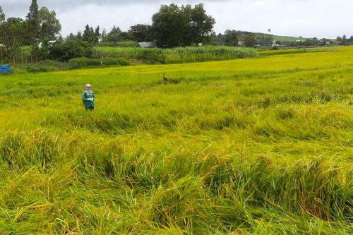 Kbang: Khắc phục diện tích cây trồng ngã đổ do mưa gió