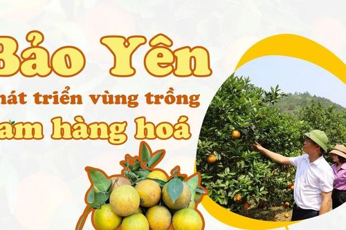 Bảo Yên phát triển vùng trồng cam hàng hóa