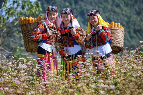 Lễ hội 'Miền hoa thương nhớ' ở cao nguyên đá Đồng Văn