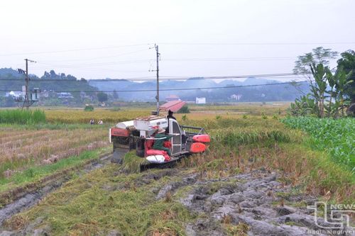 Phú Lương: Năng suất lúa nếp Vải tăng 0,5 tạ/ha