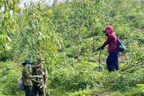 Kon Tum: Để mất rừng, phải trồng lại nhưng không được dùng tiền ngân sách Nhà nước