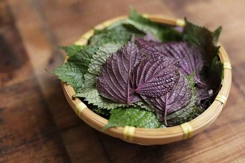 Hai bài thuốc từ lá tía tô nấu với gừng ai cũng cần biết