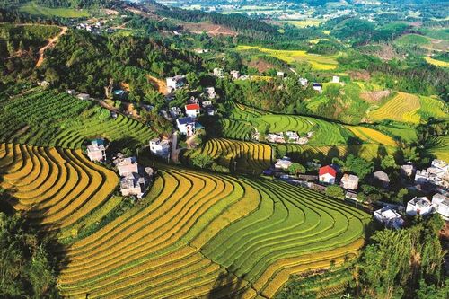 Xao xuyến 'mùa vàng' Bình Liêu