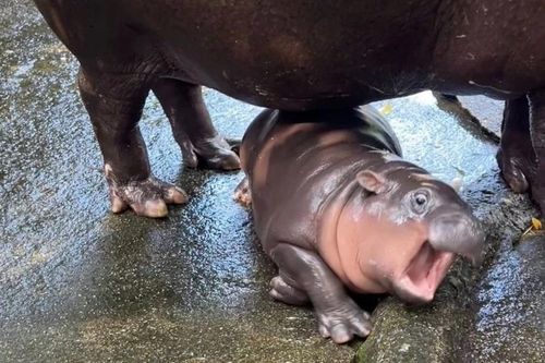 Bùa hộ mệnh hình hà mã Moo Deng nhận chỉ trích tại Thái Lan