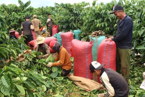 Rộn ràng mùa thu hoạch cà phê
