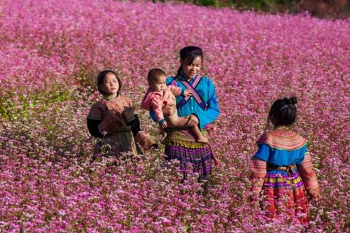 Khai mạc Lễ hội hoa tam giác mạch trên Cao nguyên đá Đồng Văn