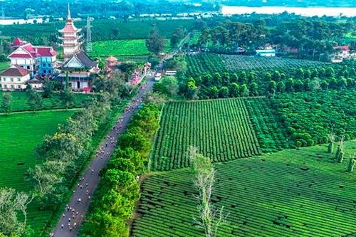 Hơn 1.000 vận động viên chạy dưới hàng thông cổ thụ