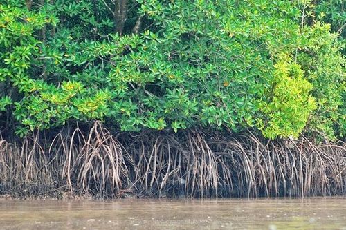 Tìm ra phương pháp tự đo lường carbon của các loài cây rừng ngập mặn