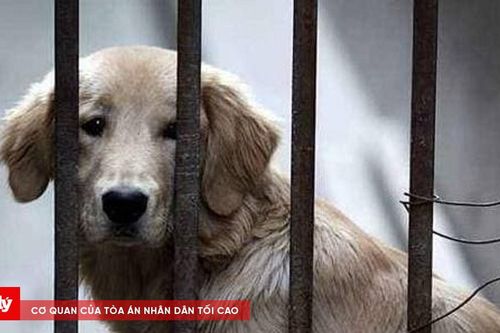 Phát hiện chó cảnh đi lạc trong chung cư, xử lý thế nào?