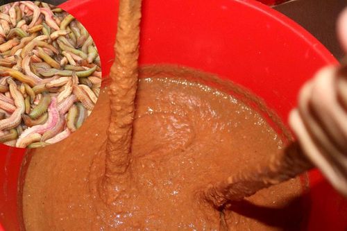 Mắm rươi - đặc sản vùng hạ lưu sông Lam