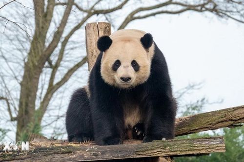 Ba chú gấu trúc khổng lồ của Pairi Daiza chuẩn bị hồi hương về Trung Quốc
