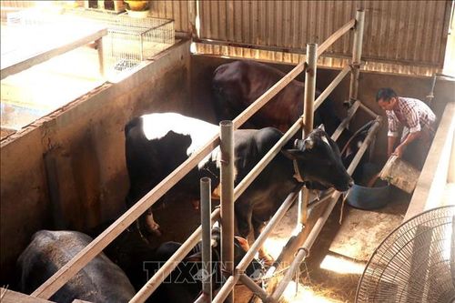 Áp dụng kỹ thuật mới cho mô hình chăn nuôi bò thịt vỗ béo