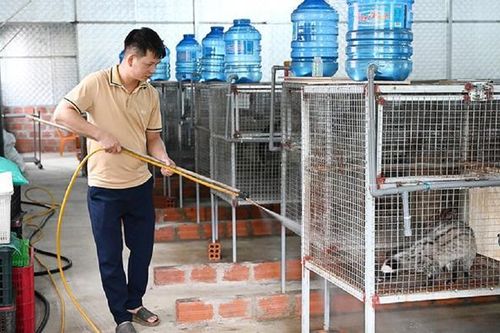 Anh nông dân lãi 500 triệu đồng nhờ 'bẻ lái' nuôi con 'hiền như cục đất' mê ăn chuối