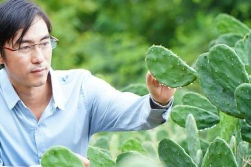 Kỹ sư mạnh dạn đầu tư vào cây mọc dại, nay thu hàng trăm triệu/năm