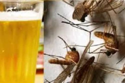 Muỗi sợ nhất thứ này, đặt một bát trong phòng, cả đêm không con nào dám vo ve