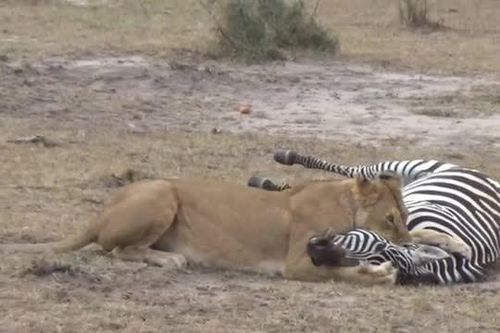 CLIP: Ngựa vằn vùng vẫy tuyệt vọng khi lọt vào móng vuốt của sư tử