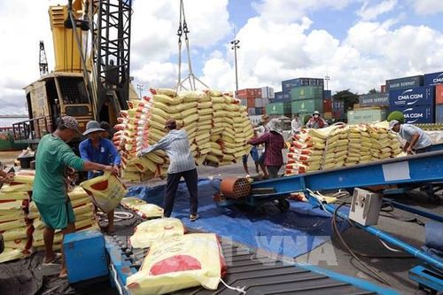Giá gạo Việt Nam xuất khẩu cao nhất khu vực