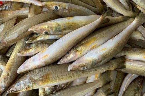 Loại cá xưa ít ai biết, giờ thành đặc sản có trong thực đơn nhà hàng, 170.000 đồng/kg