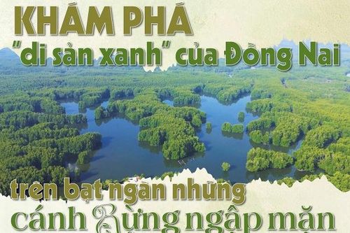 Khám phá 'di sản xanh' của Đồng Nai trên bạt ngàn những cánh rừng ngập mặn