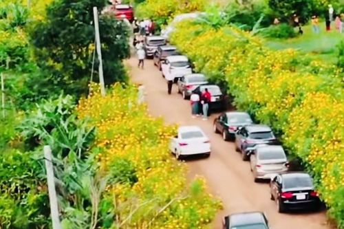 Đại ngàn dậy sóng trước 'Vũ khúc dã quỳ - Chư Đang Ya 2024'