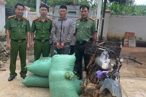 Chủ đại lý nông sản cảnh giác 'vạch mặt' kẻ hái trộm cà phê của người dân