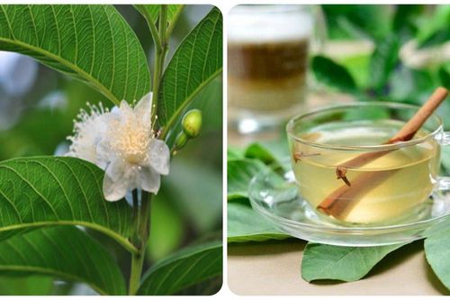 Công thức nấu nước lá ổi trị bệnh