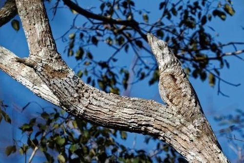Bí ẩn loài chim xấu xí được ví như 'sứ giả địa ngục'