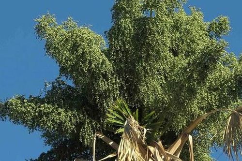 Loài cây quý hiếm bậc nhất thế giới, chỉ nở hoa duy nhất 1 lần rồi chết