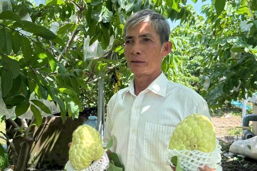 Trồng na Thái hái ra tiền, lão nông lãi 4 tỉ đồng mỗi năm