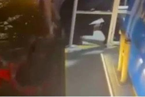 Nhân viên buýt sông cứu người đàn ông nhảy cầu Sài Gòn