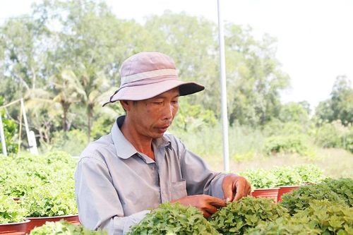 ĐBSCL: Tất bật chăm sóc hoa kiểng cung ứng thị trường dịp tết