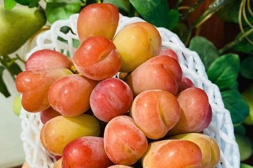 Cận cảnh giống nho quý tộc Nhật Bản hơn 2 triệu đồng/chùm