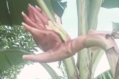Xôn xao cây chuối 'lạ', nở hoa hình bàn tay người ở Tiền Giang