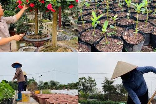 Làng cây cảnh Phụng Công - Hưng Yên nỗ lực hồi sinh vườn cây cảnh phục vụ Tết
