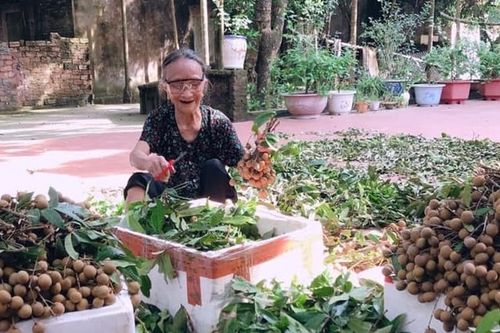 Hà Nội hướng tới xuất khẩu nhãn chín muộn Đại Thành