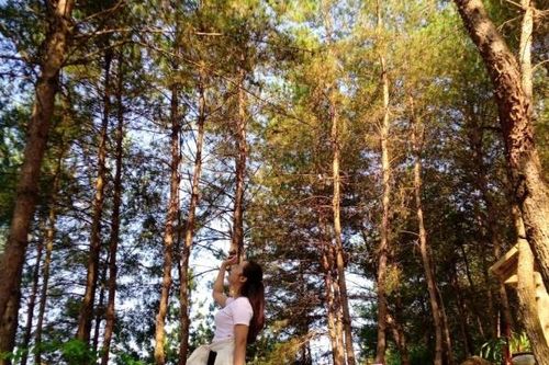 Đồi thông Tả Lèng: Điểm check-in siêu lãng mạn