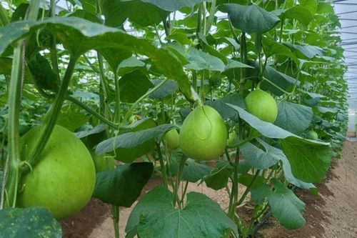 Đồng Nai: Đổi mới, khởi nghiệp sáng tạo lĩnh vực nông nghiệp