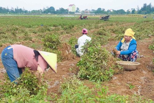 Lạc vụ đông ở Nghệ An được mùa, được giá