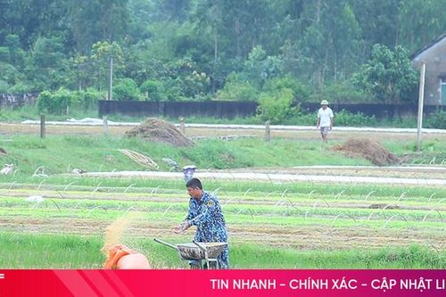 Nông dân Hà Tĩnh bám đồng sản xuất vụ đông