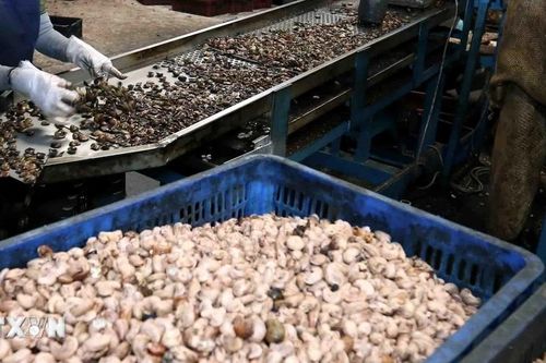 Doanh nghiệp 'xoay sở' giải quyết bài toán điều thô