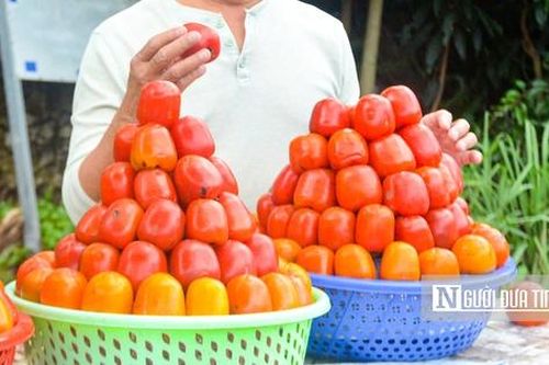 Rực rỡ mùa hồng trên cao nguyên