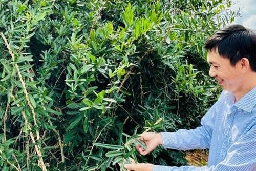 Anh nông dân kiếm 5 tỷ đồng nhờ 'bẻ lái' trồng thứ cây độc lạ quý như vàng