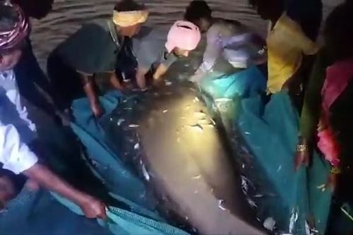 Nhóm ngư dân bắt được con cá khổng lồ nặng 800kg trên biển