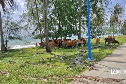 Vì sao con đường ven biển Bãi Trường, Phú Quốc chưa thể đưa vào khai thác?