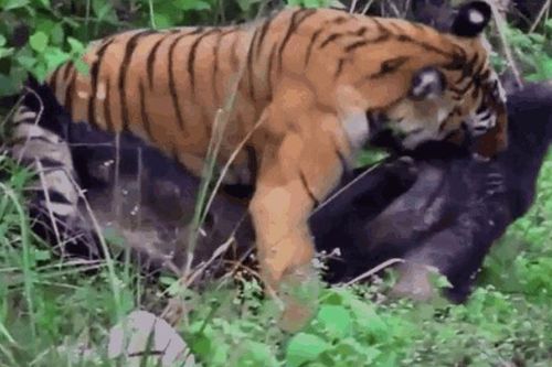 CLIP: Lợn rừng vùng dậy chống lại hổ dữ và cái kết bất ngờ
