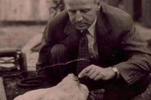 Chú gà vẫn sống sót 18 tháng sau khi bị chặt đầu, nổi tiếng khắp thế giới, kiếm tiền triệu đô cho chủ