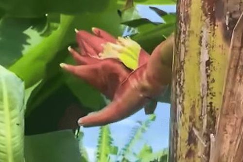 Cây chuối nở hoa hình bàn tay người, dân tình thấy lạ tò mò đến xem