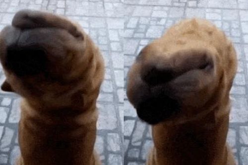 Vừa ngủ dậy, người đàn ông suýt ngất khi thấy 'quái thú ngoài hành tinh' trước cửa