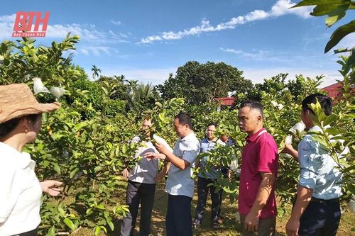 Ngọc Lặc phát triển kinh tế, nâng cao tiêu chí thu nhập trong xây dựng nông thôn mới
