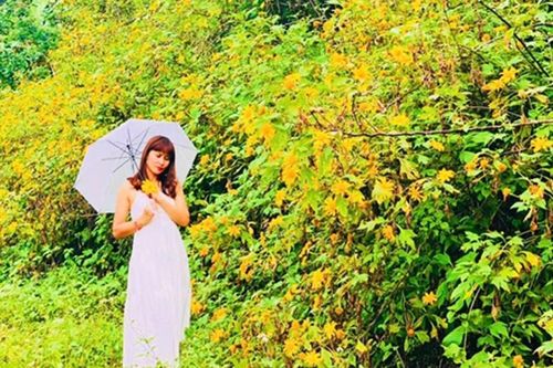 Thân thương loài hoa của núi